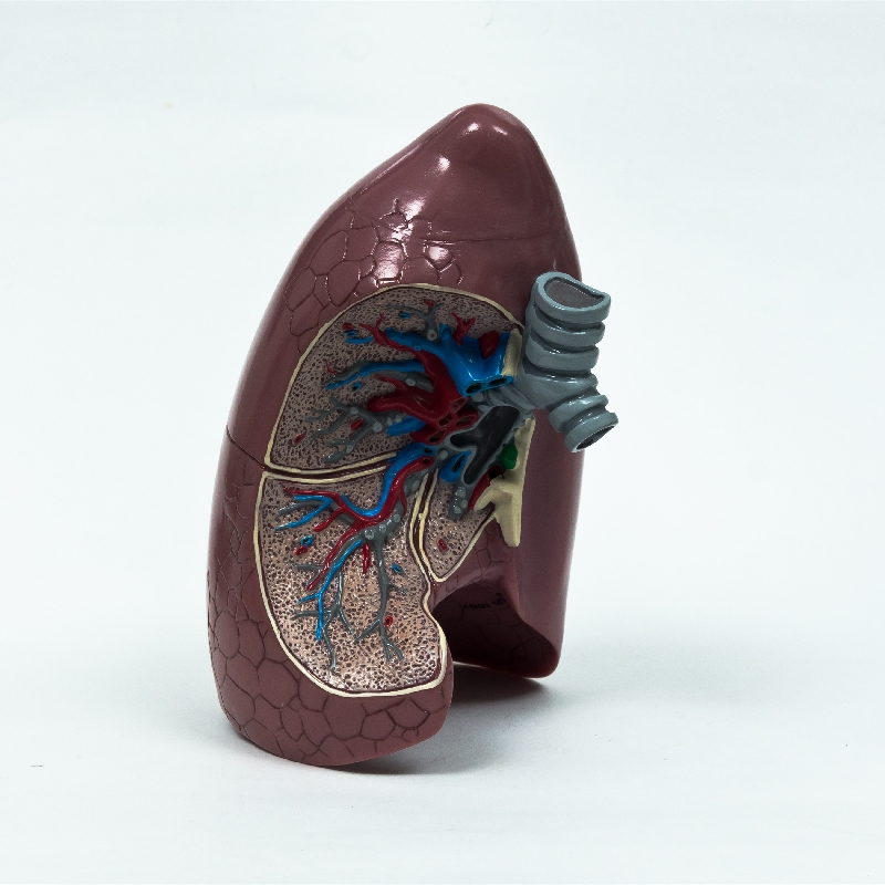 Hot Sale Medical Anatomical Human Plastic Liver Model Figure from China