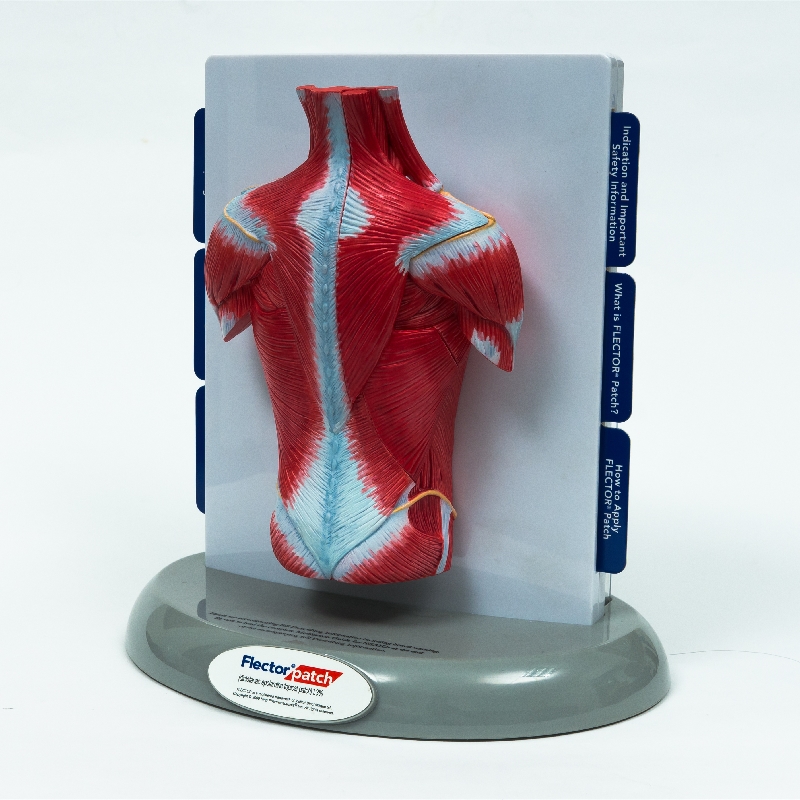 Plastic PVC Anatomical Training Human Body Muscle Model